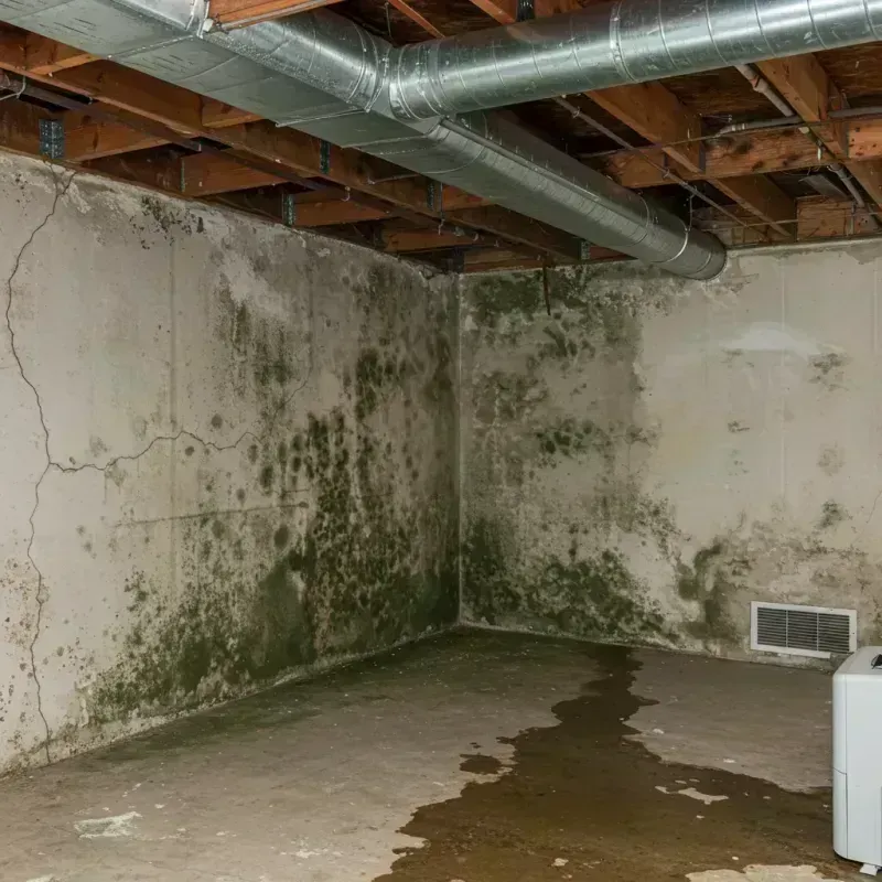 Professional Mold Removal in Forest Hill, TX